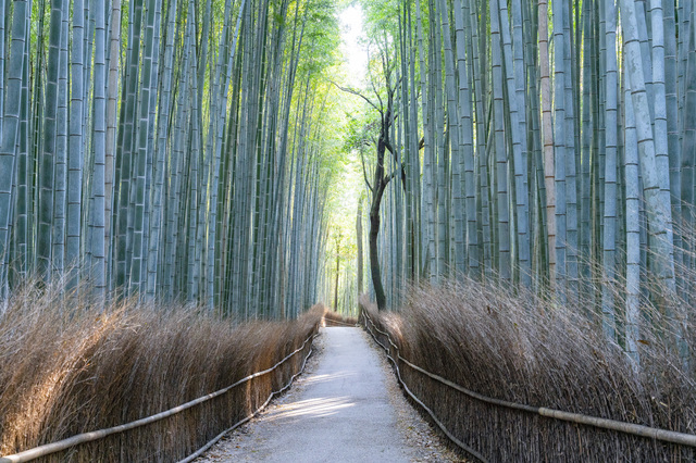 名所でおしゃラン 嵐山の人気おすすめランチ10選 景色も味わう めしレポ