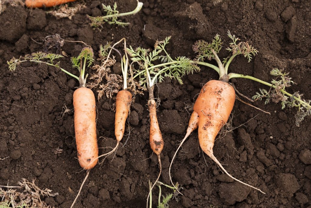 らでぃっしゅぼーやより ふぞろいradish 販売開始 全国約4 000軒の契約生産者のふぞろい食材のみ販売する新サービス めしレポ